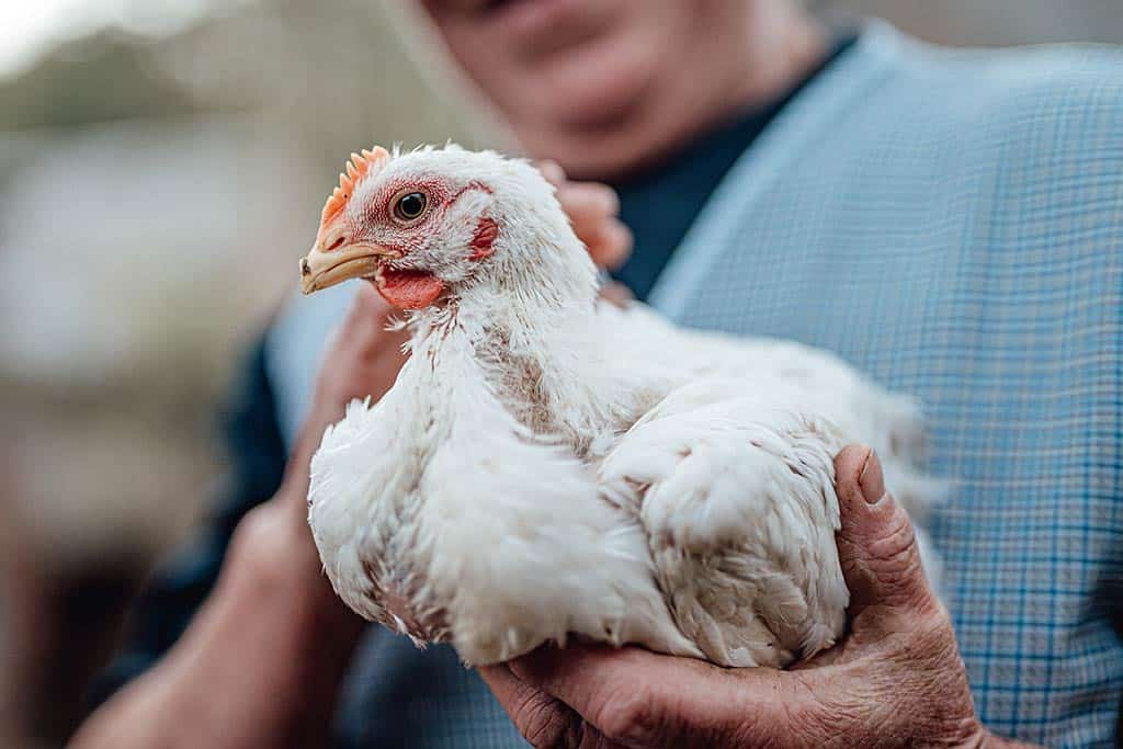 Poule en mauvaise santé.