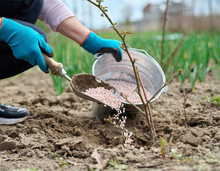 Engrais pour vos citronniers