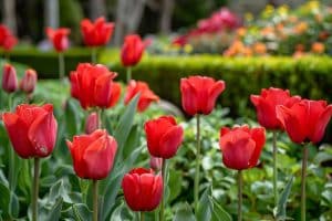 8 Plantes à fleurs rouges pour un jardin flamboyant