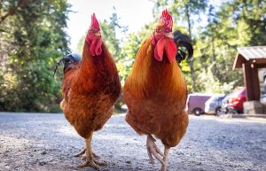 Quel prénom choisir pour vos poules