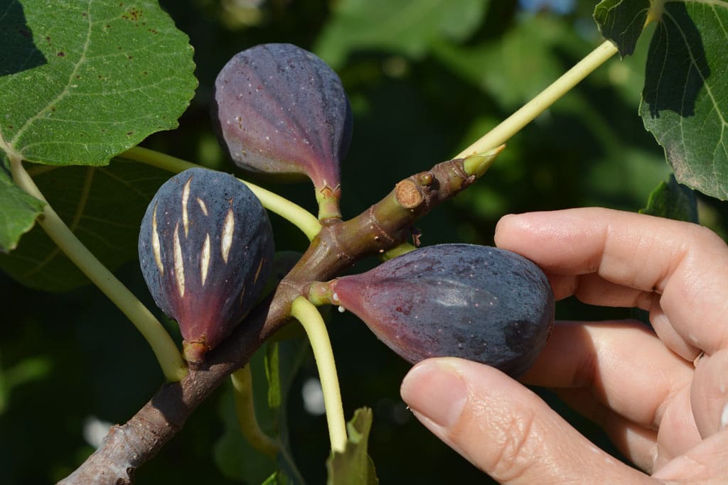 Récolte des figues