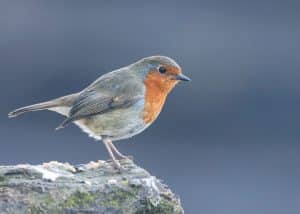 Oiseaux printaniers